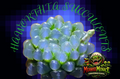 Haworthia succulents