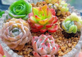 4 succulent seeds from fb