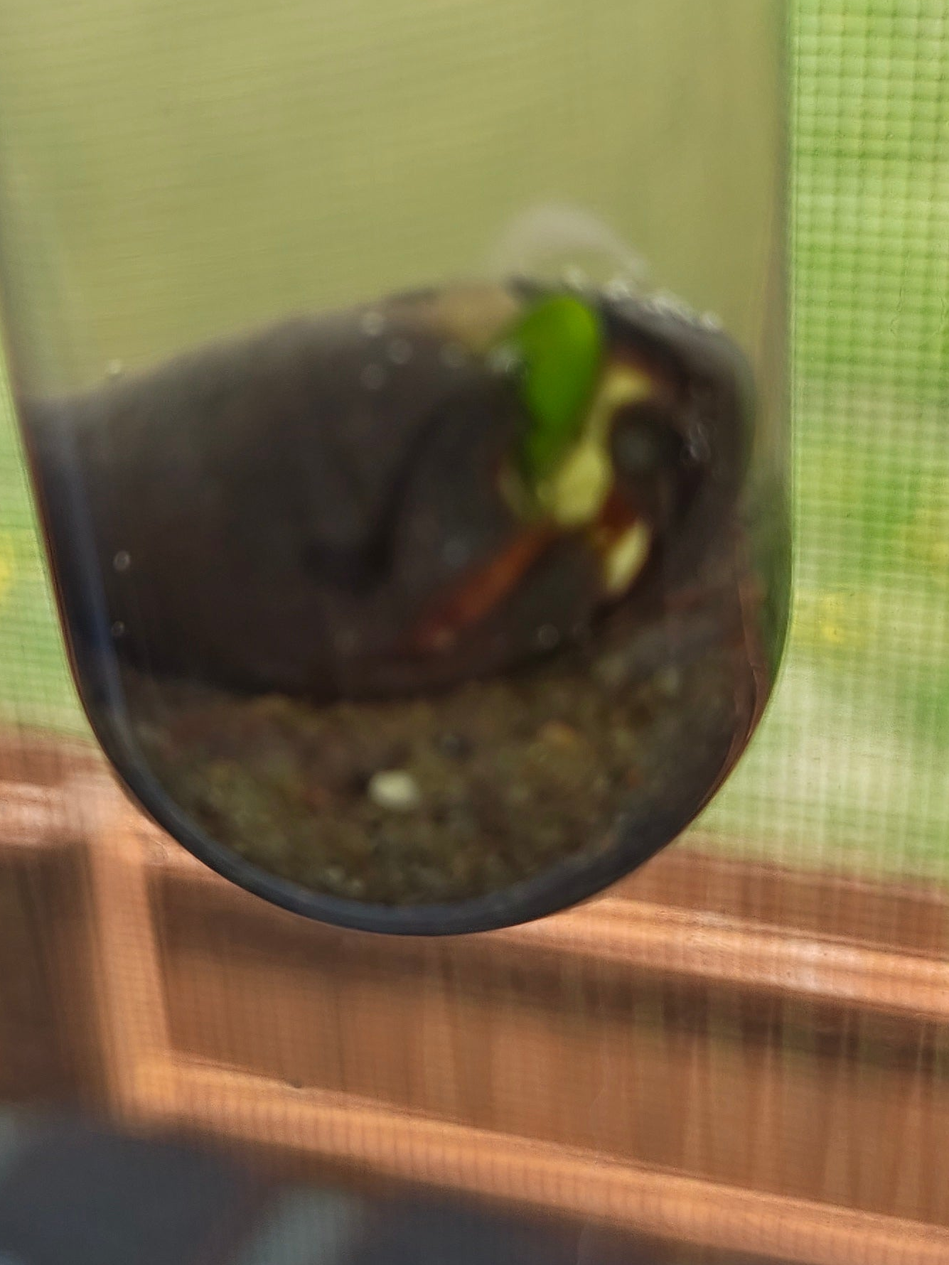 Lotus flower sprouts and seeds