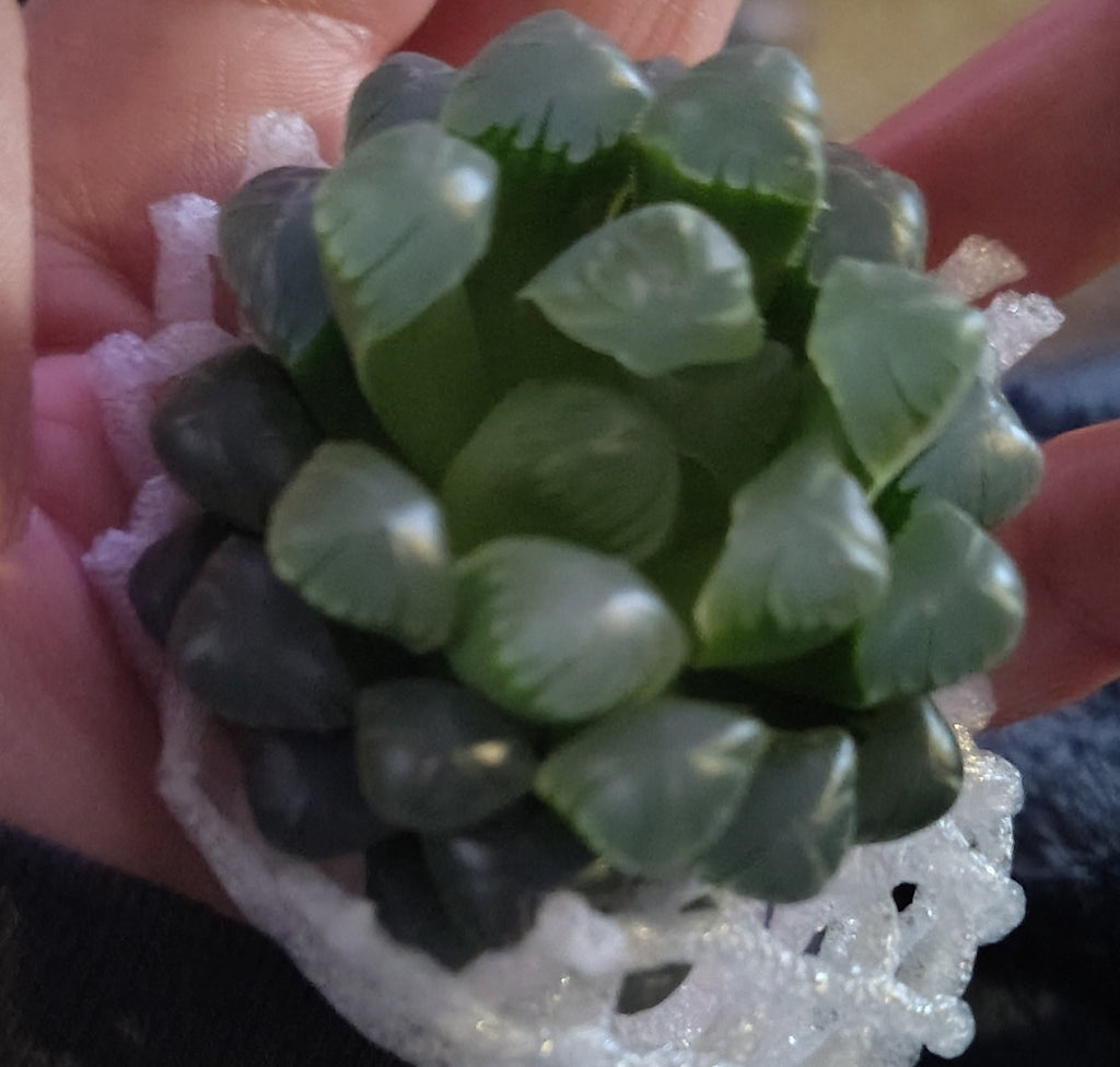 Haworthia succulents