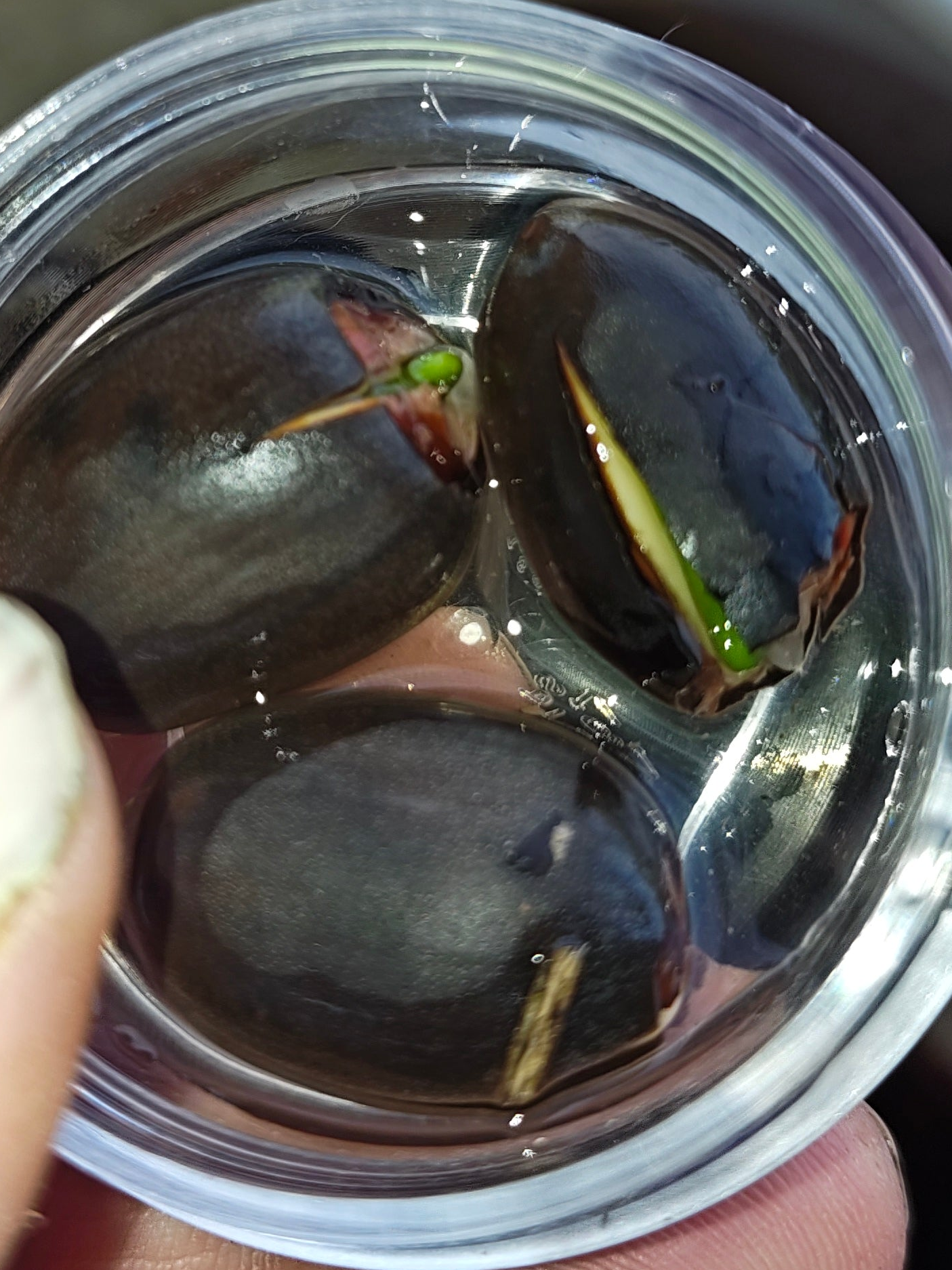 Lotus flower sprouts and seeds