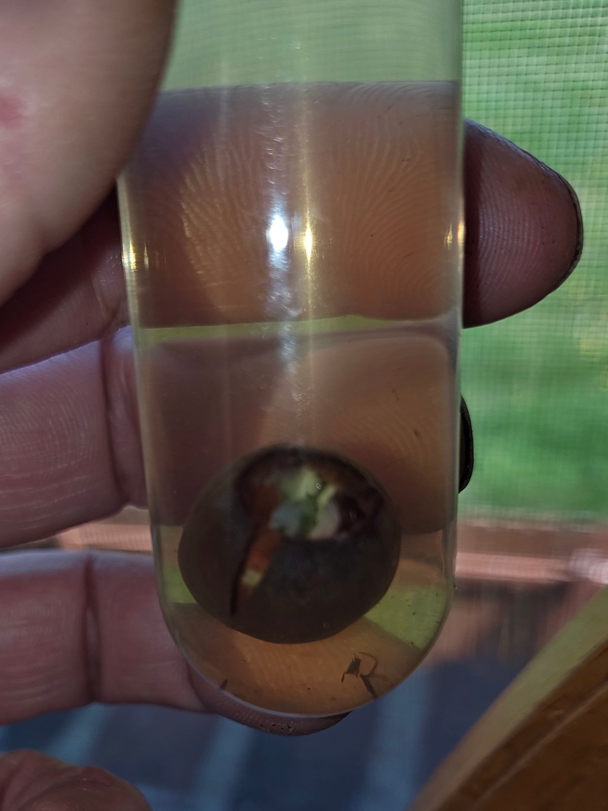 Lotus flower sprouts and seeds