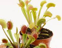 Venus Fly Trap
