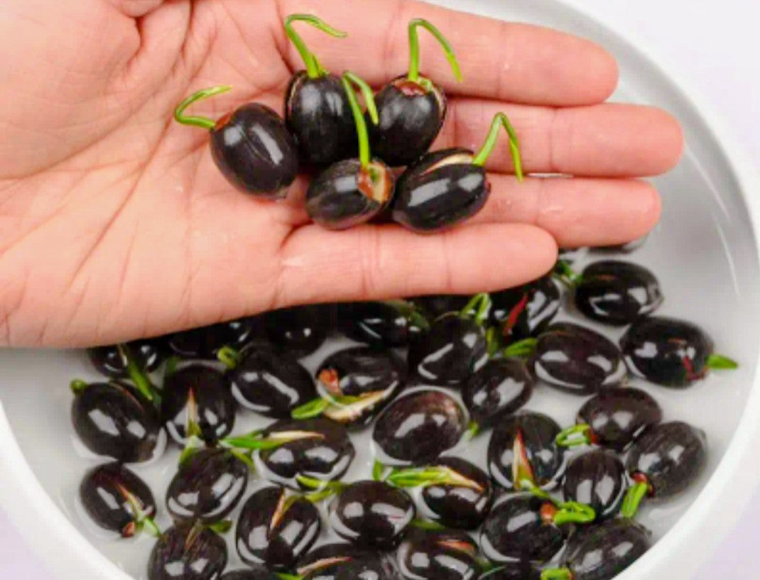Lotus flower sprouts and seeds