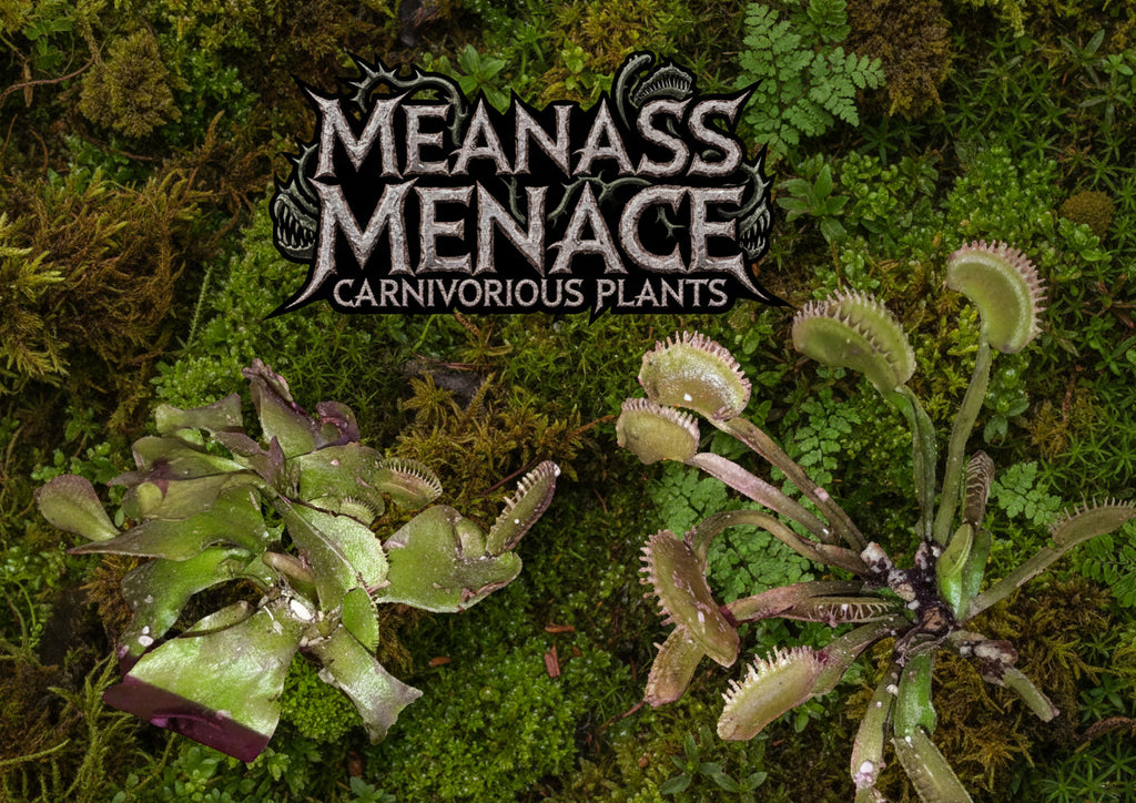 Venus Fly Trap