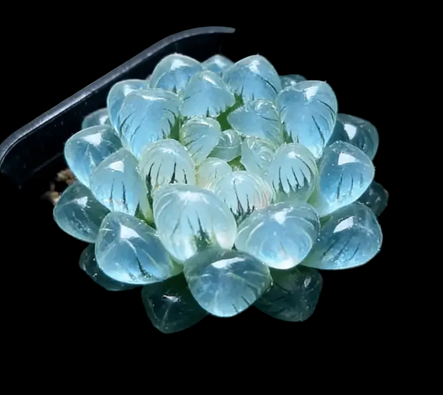 Haworthia succulents
