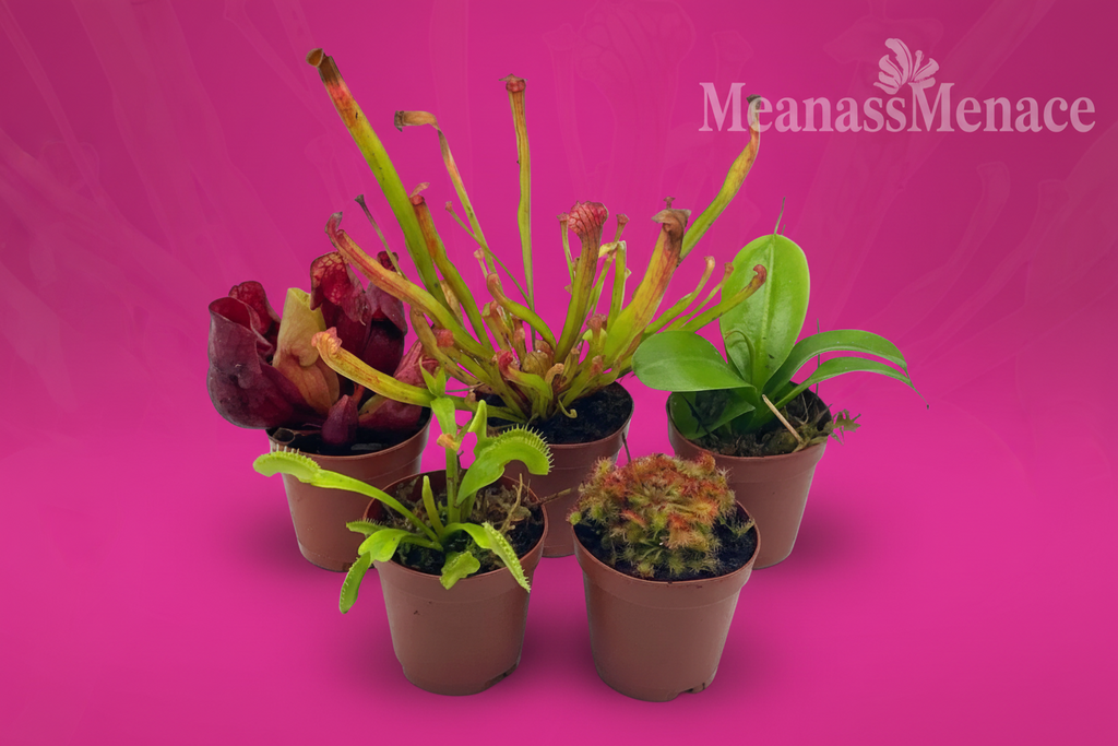 Venus Fly Trap