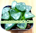 Howorthia