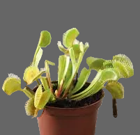 Venus Fly Trap