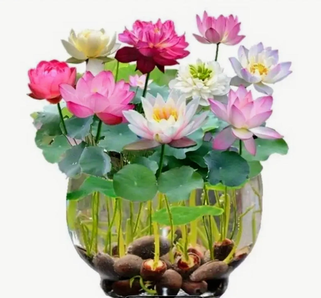 Lotus flower sprouts and seeds