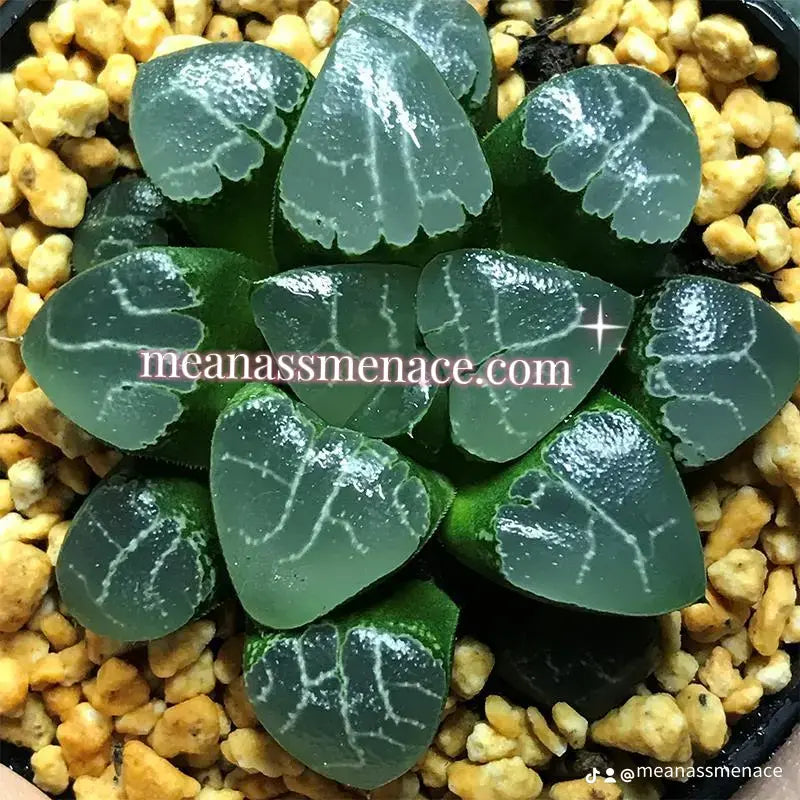 Howorthia