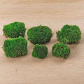 Lebendes Kissenmoos – 6 Stück – Premium Frisches Moos für Terrarium, Deko & DIY – Natürlich & Pflegeleicht – Indoor & Outdoor geeignet-0