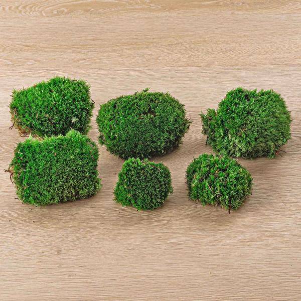 Lebendes Kissenmoos – 6 Stück – Premium Frisches Moos für Terrarium, Deko & DIY – Natürlich & Pflegeleicht – Indoor & Outdoor geeignet-0