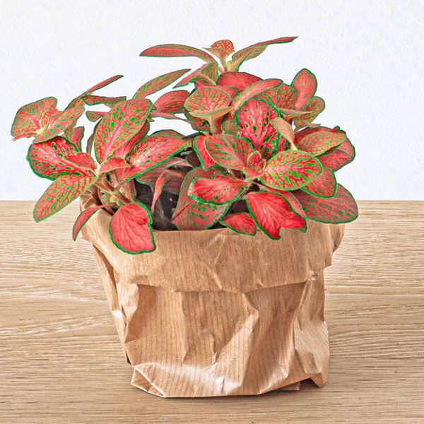 Flaschengarten Set – Calathea Lancifolia – DIY Terrarium Starter-Kit & Nachfüllpack – Mini-Ökosystem mit Fittonia & Blumenzwiebeln – Inkl. Anleitung & Zubehör-2