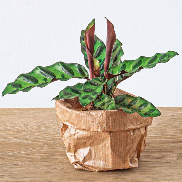 Flaschengarten Set – Calathea Lancifolia – DIY Terrarium Starter-Kit & Nachfüllpack – Mini-Ökosystem mit Fittonia & Blumenzwiebeln – Inkl. Anleitung & Zubehör-1