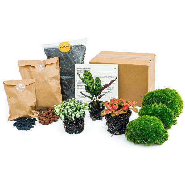 Flaschengarten Set – Calathea Lancifolia – DIY Terrarium Starter-Kit & Nachfüllpack – Mini-Ökosystem mit Fittonia & Blumenzwiebeln – Inkl. Anleitung & Zubehör-0
